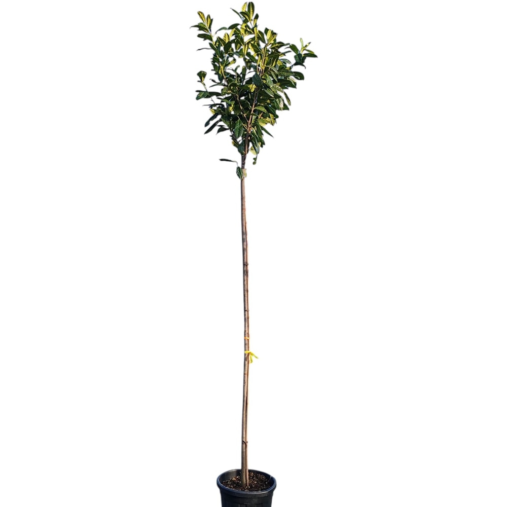 Laur cires (Prunus laurocerasus), H 300 cm