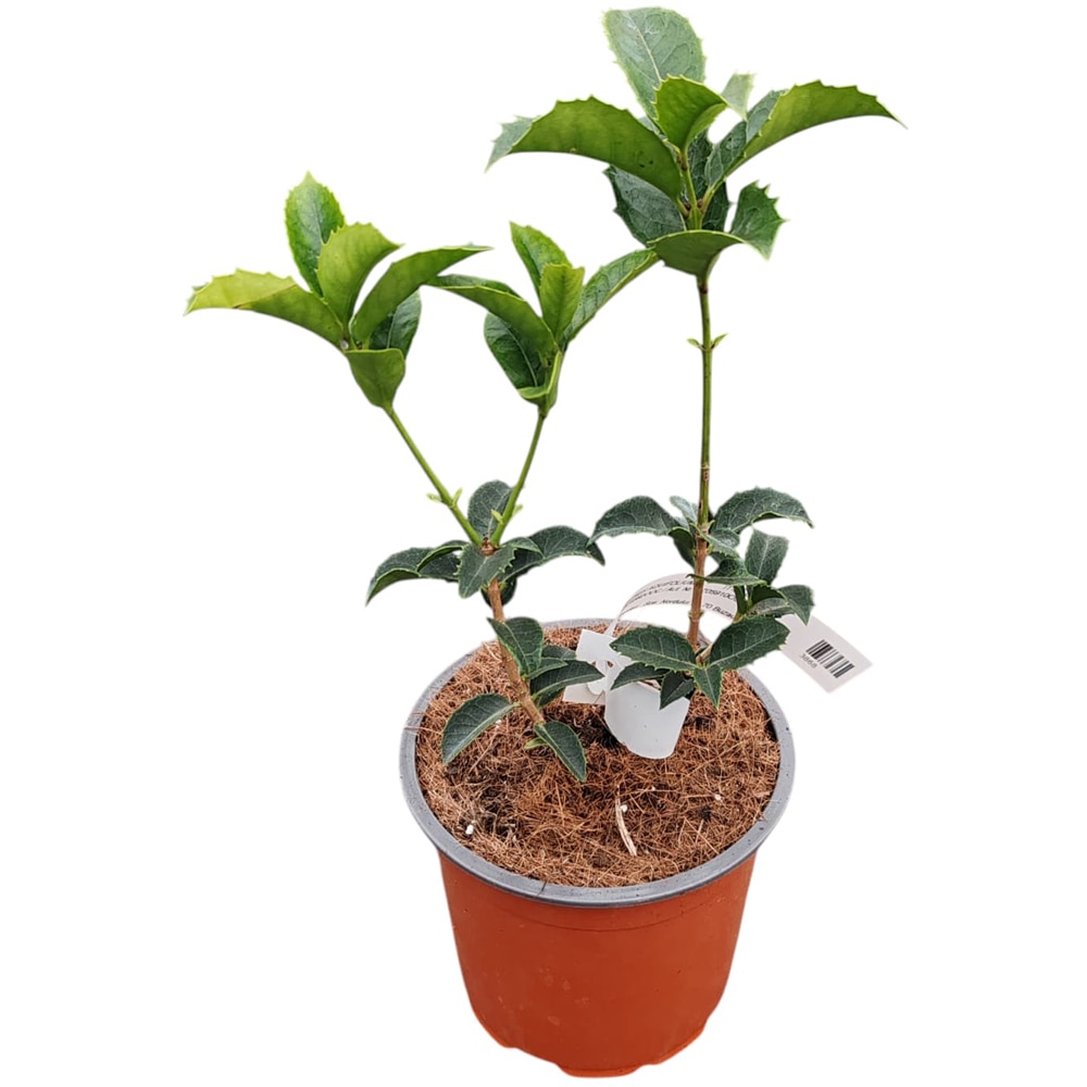 Arbust Ornamental Osmanthus Aquifolium, D 13 cm, H 10 cm