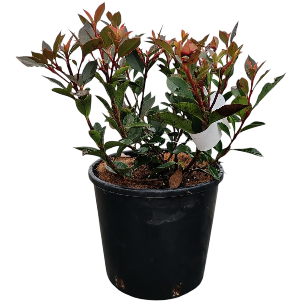Photinia Amigo, D 15 cm, H 20 cm