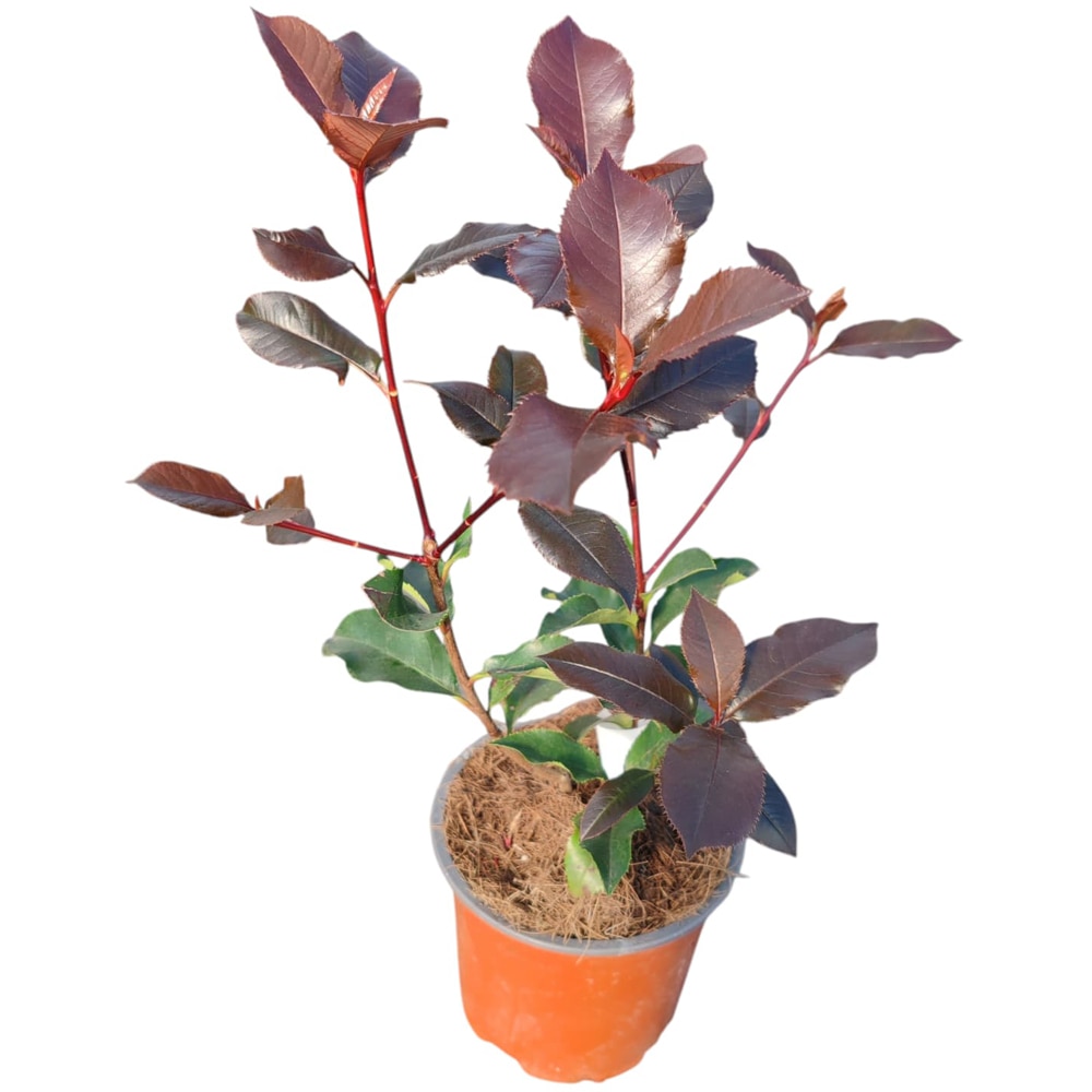 Photinia Vulcano, D 13 cm, H 15 cm