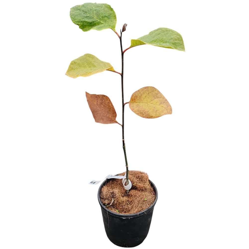 Magnolia Soulangeana Genie, D 15 cm, H 30 cm