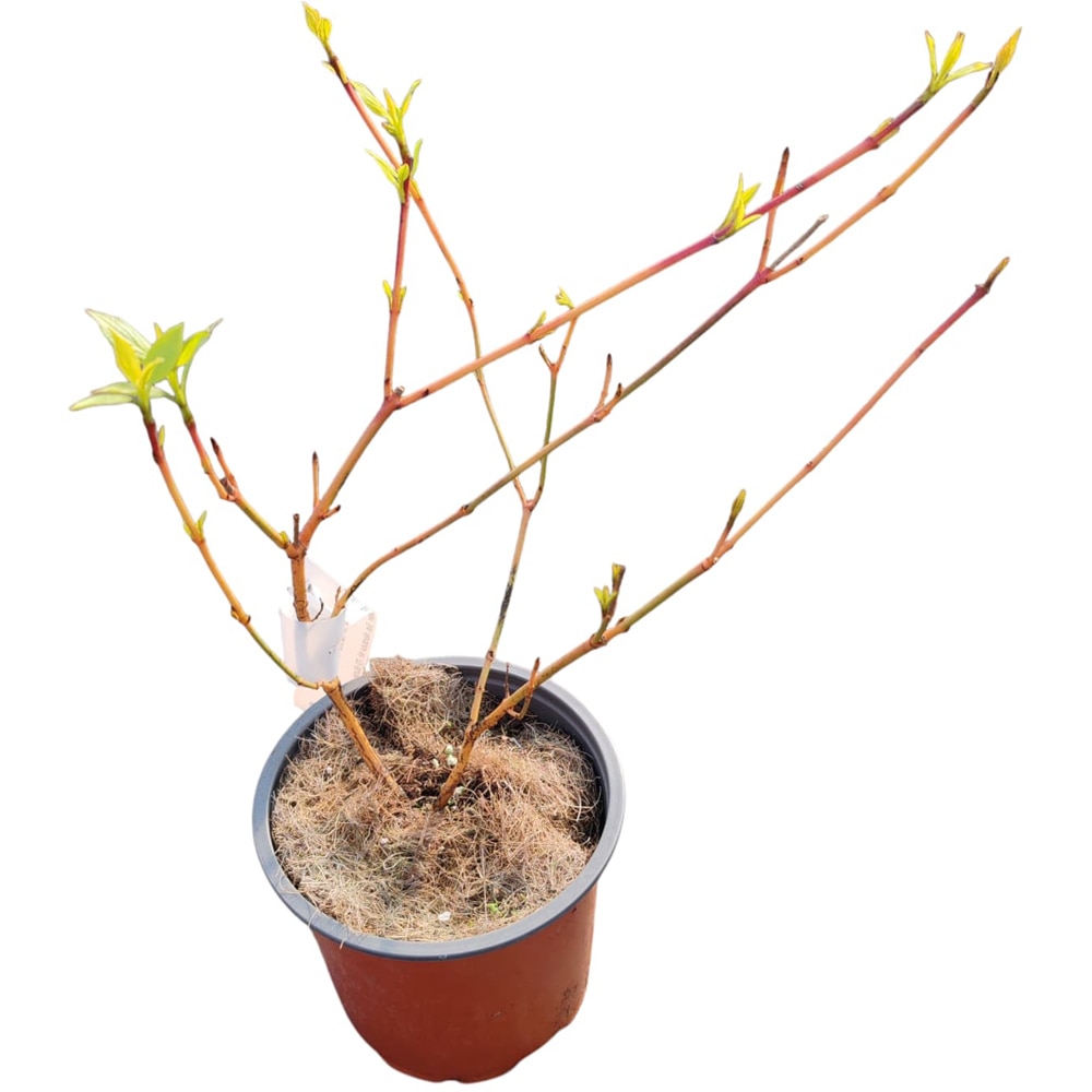 Arbust Ornamental Cornus Anny's Winter Orange, D 13 cm, H 25 cm