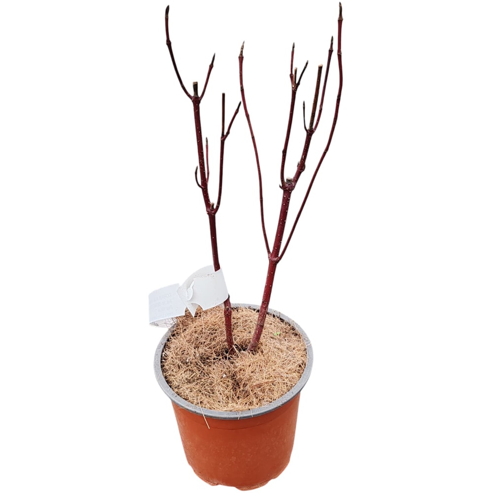 Arbust Ornamental Cornus Alba Nightfall, D 13 cm, H 25 cm