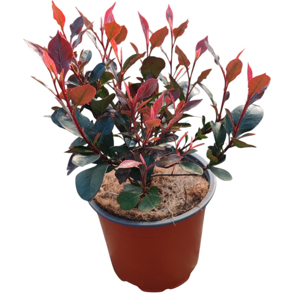 Photinia Little Fenna, D 13 cm, H 10 cm