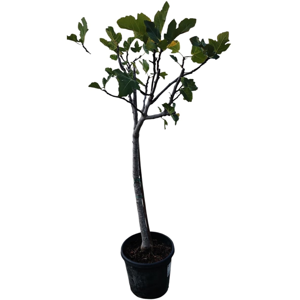 Ficus carica (Smochin), D26 cm, H120 cm