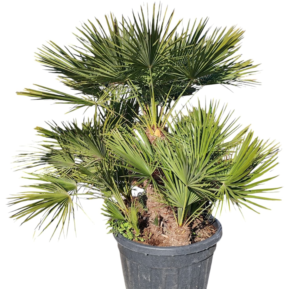 Palmier Ornamental Chamaerops Humilis, D 60 cm, H 150 cm