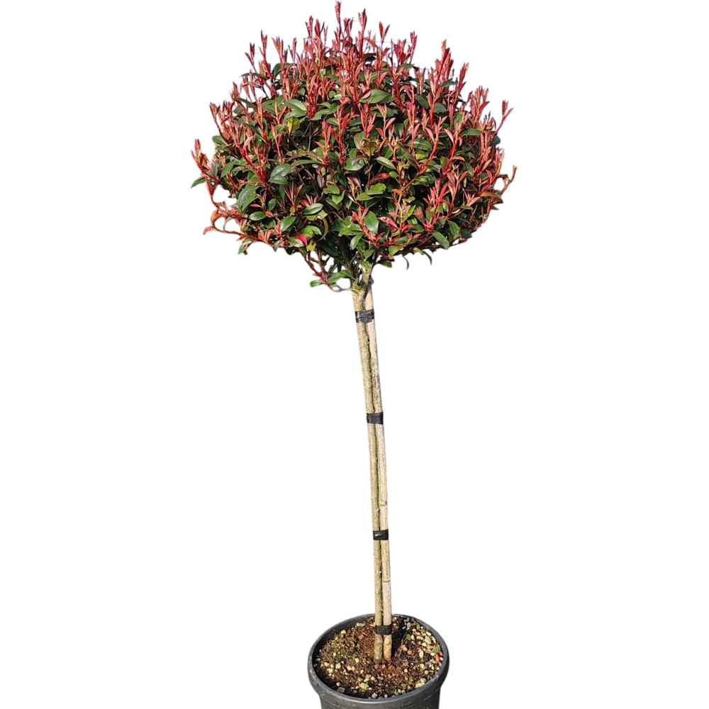 Photinia Fraseri Compacta (Photinia fraseri), D30 cm, H 150 cm