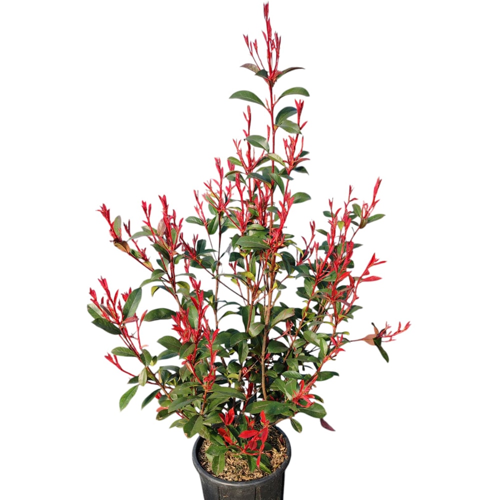 Photinia Fraseri Compacta (Photinia fraseri), D24 cm, H 80 cm
