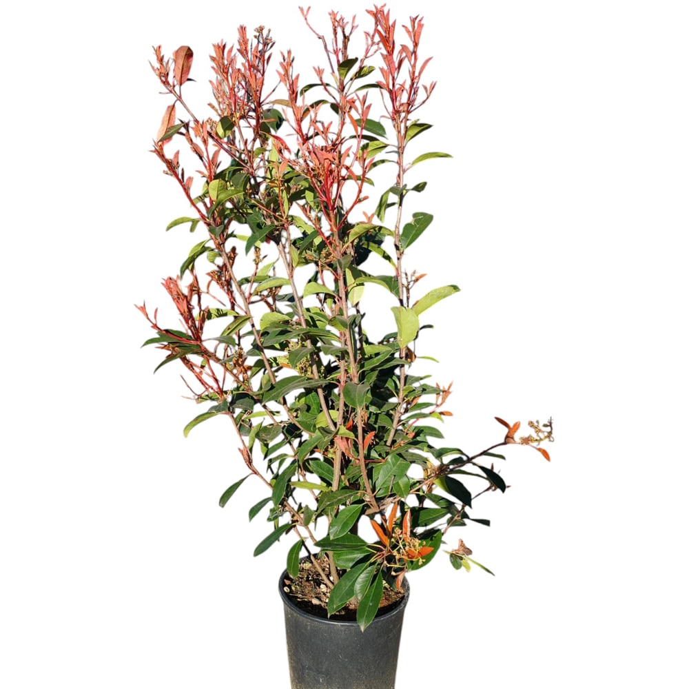 Photinia Fraseri Red Robin (Photinia fraseri), D24 cm, H 110 cm