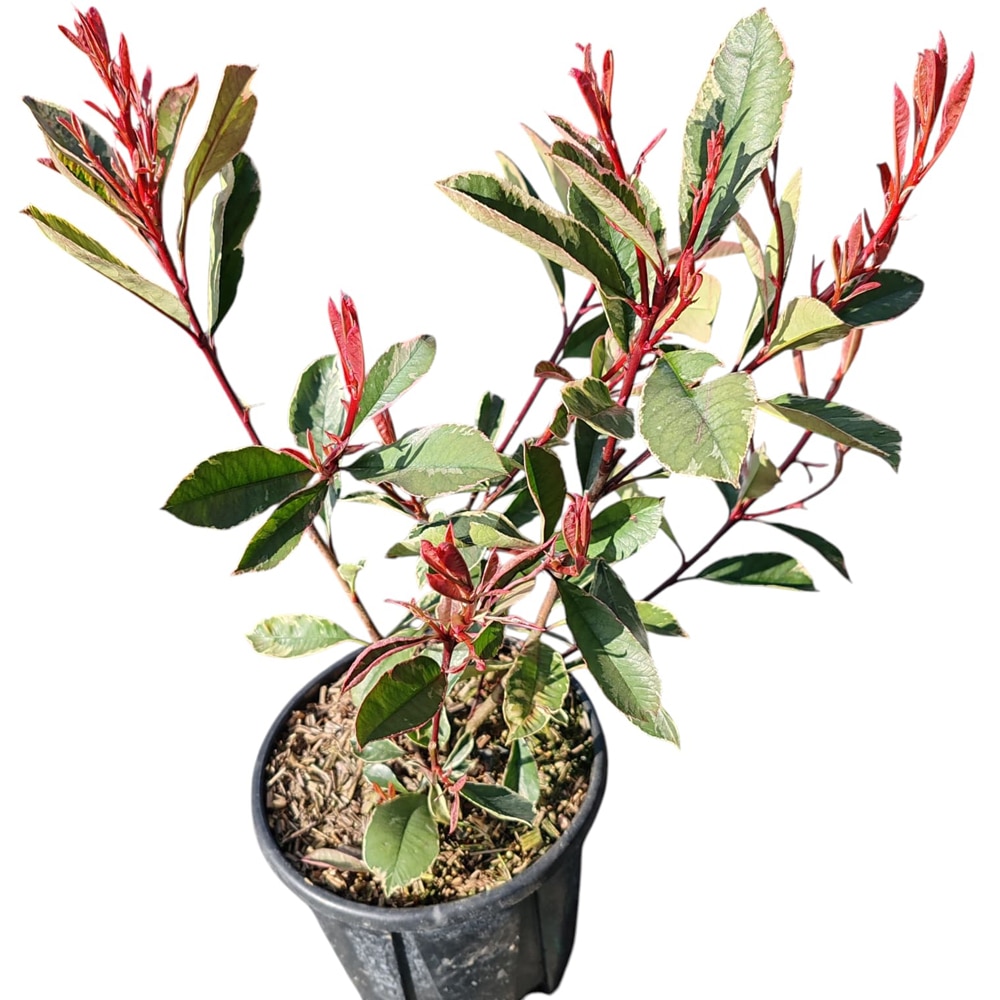 Photinia Fraseri Variegata (Photinia fraseri), D18 cm, H 80 cm