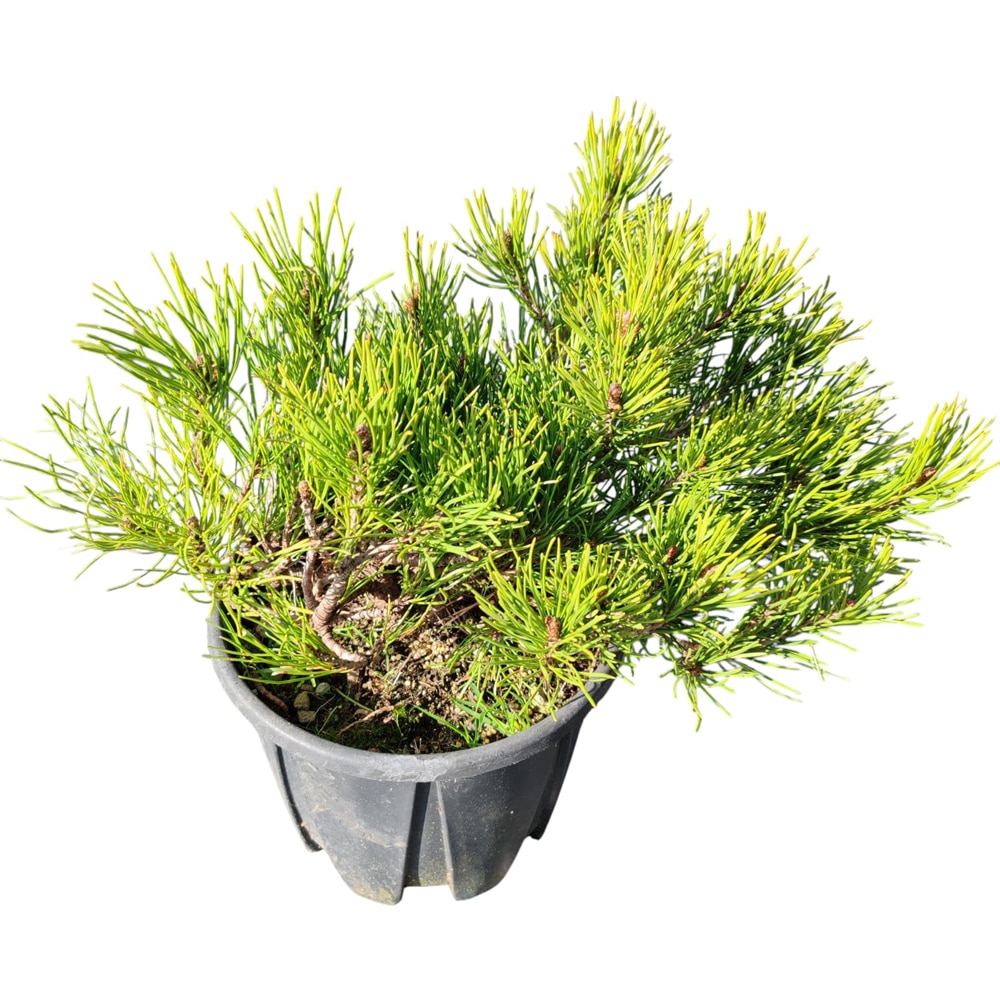 Pinus Mugo Mughus (Pinus mugo), D18 cm, H 25 cm