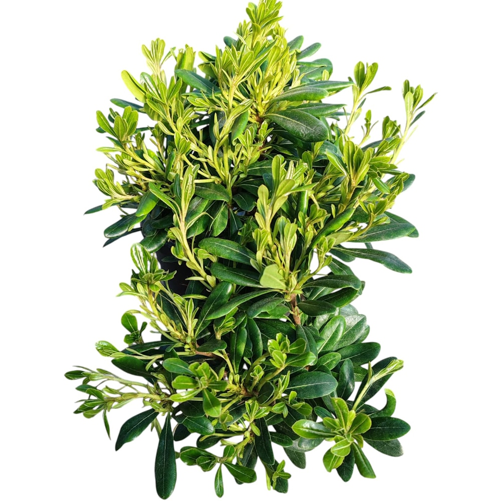 Pittosporum Tobira Pitic (Pittosporum tobira), D18 cm, H 25 cm