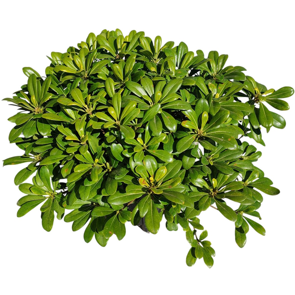 Pittosporum Tobira Pitic (Pittosporum tobira), D22 cm, H 40 cm