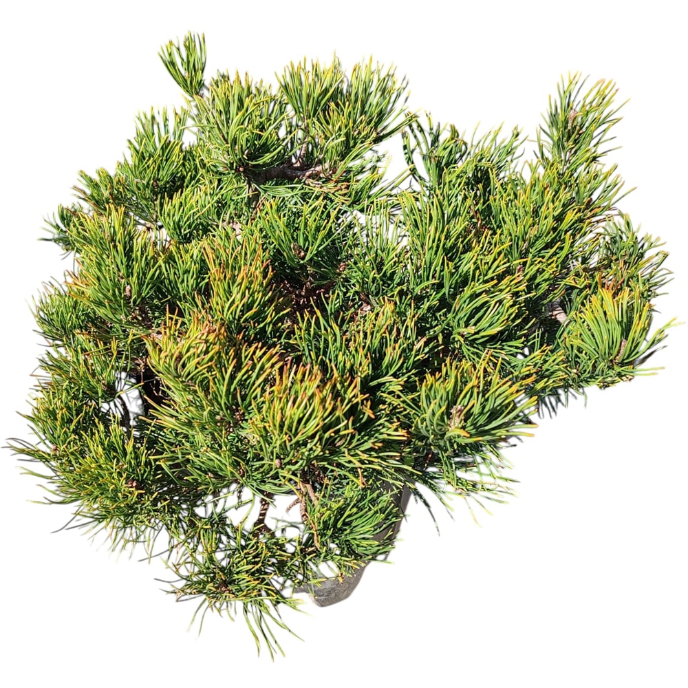 Pinus Mugo Mughus (Pinus mugo), D22 cm, H 35 cm