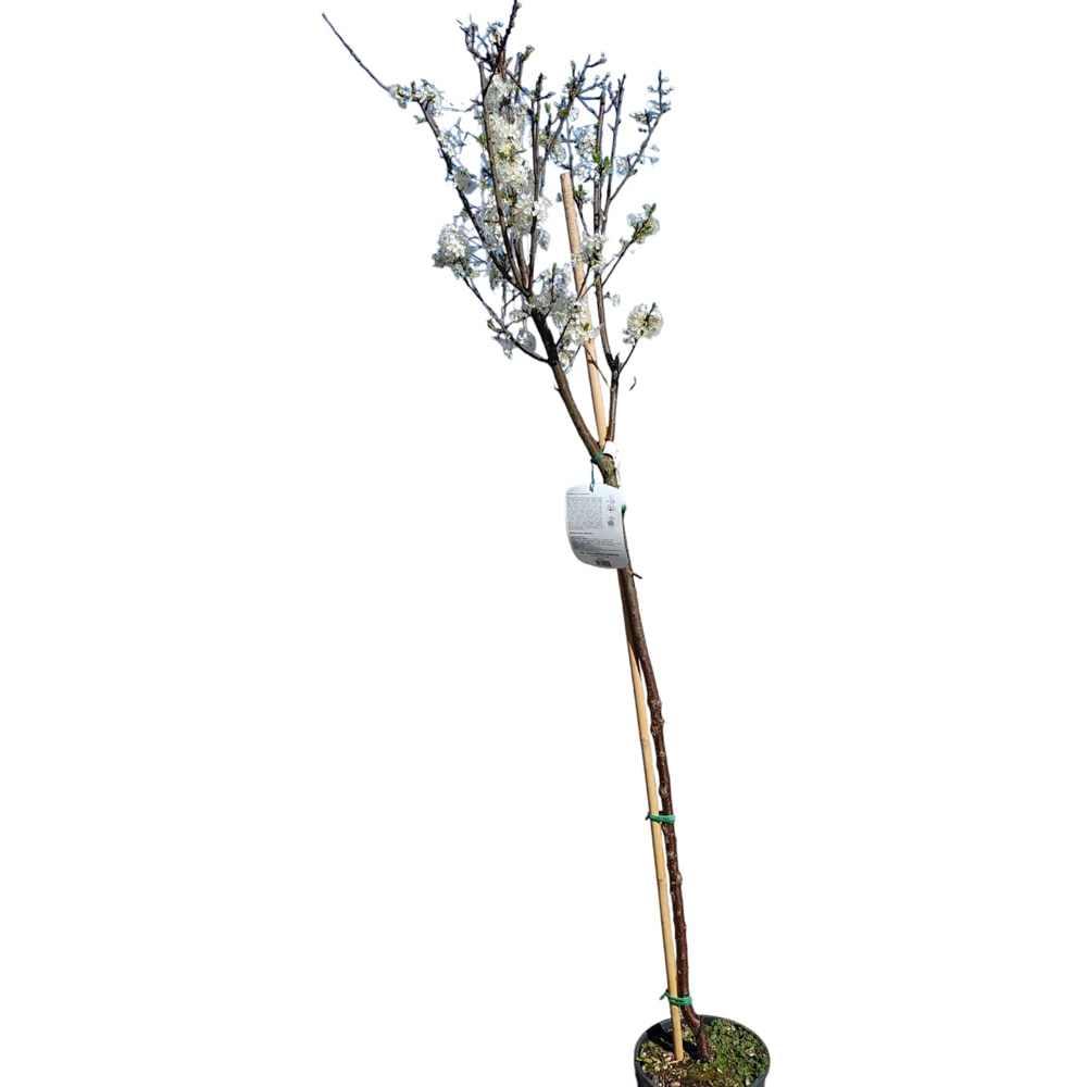 Susin (Prunus domestica), D24 cm, H 125 cm