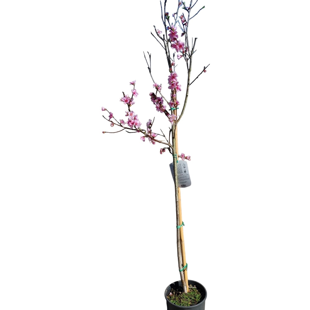 Piersic (Prunus persica), D24 cm, H 125 cm