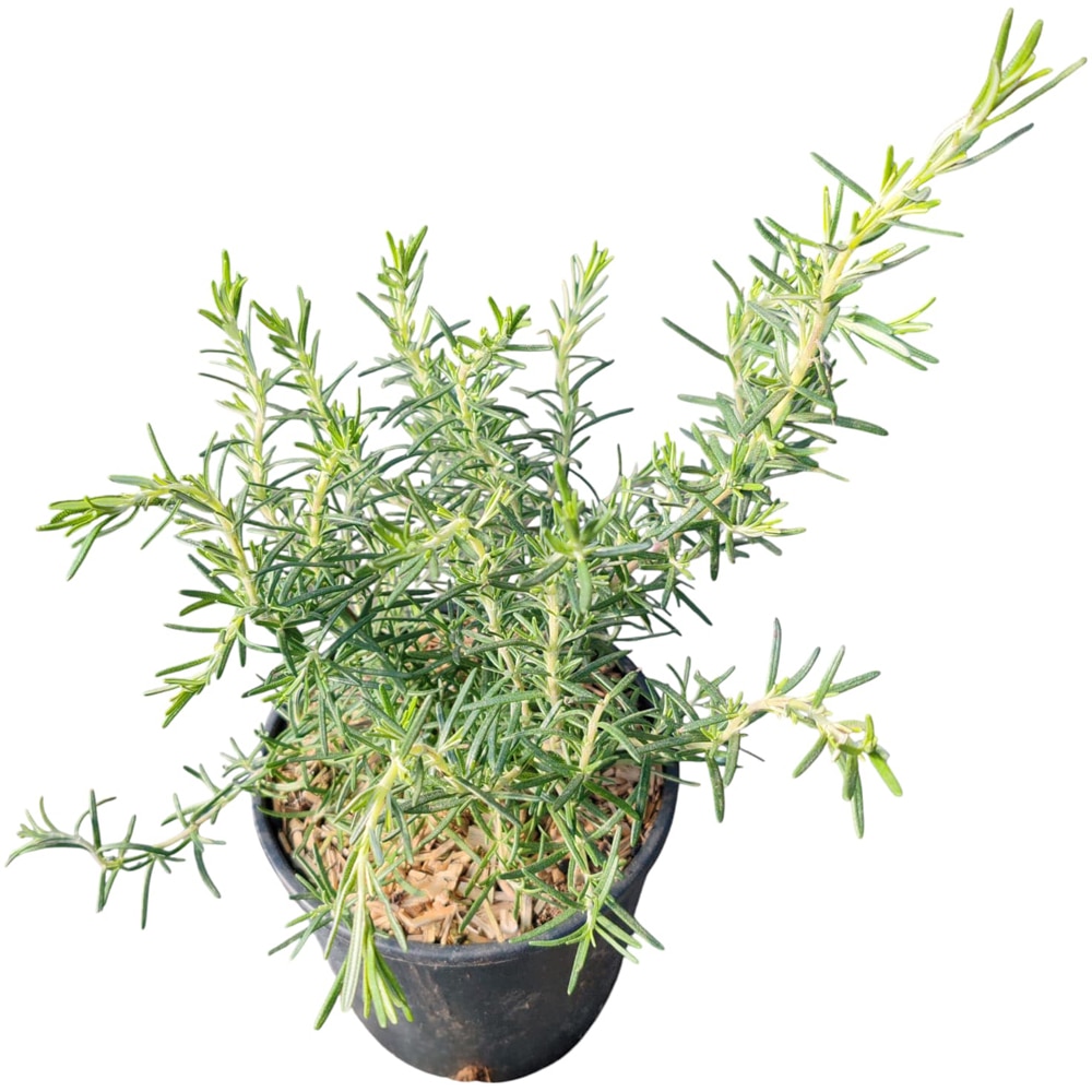 Rozmarin (Rosmarinus officinalis Repens), D15 cm, H 25 cm
