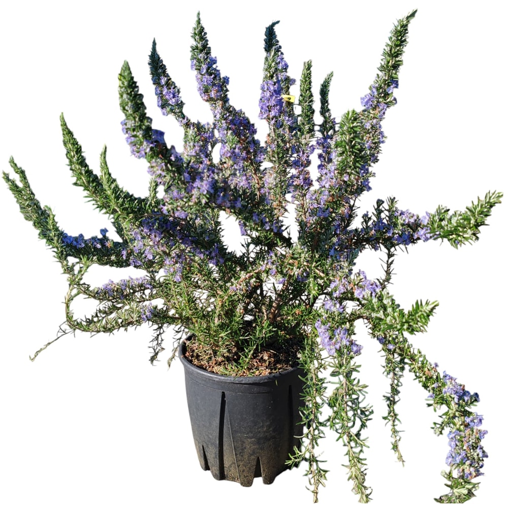 Rozmarin (Rosmarinus officinalis Repens), D24 cm, H 60 cm