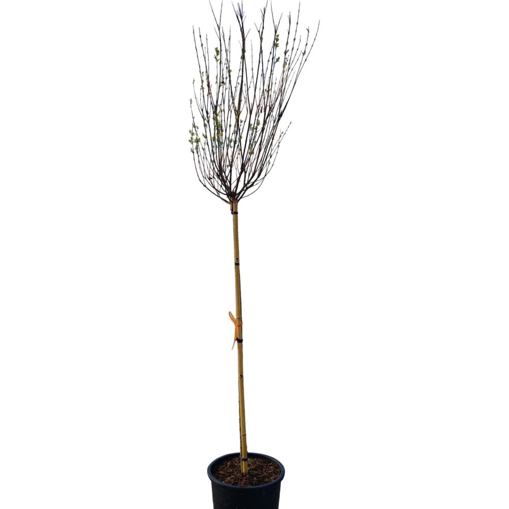 Salcie (Salix), D30 cm, H 180 cm