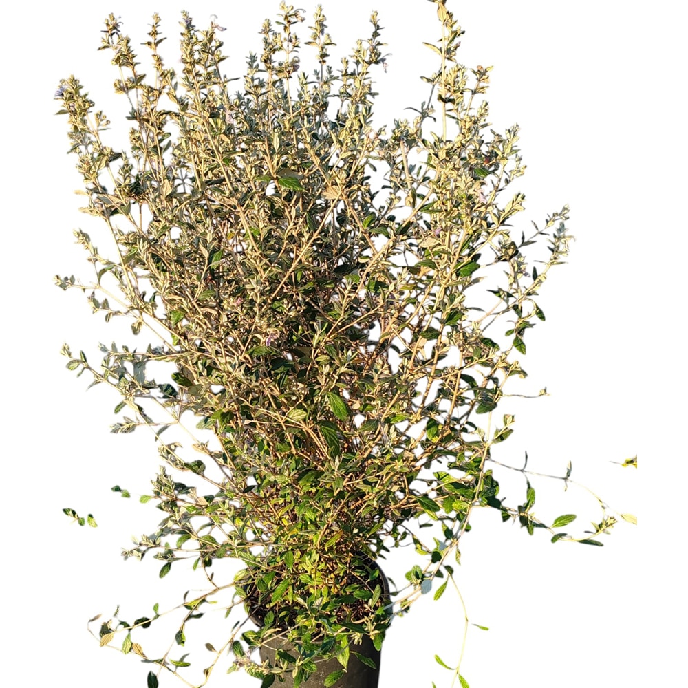 Teucrium Fruticans (Teucrium fruticans), D24 cm, H 100 cm