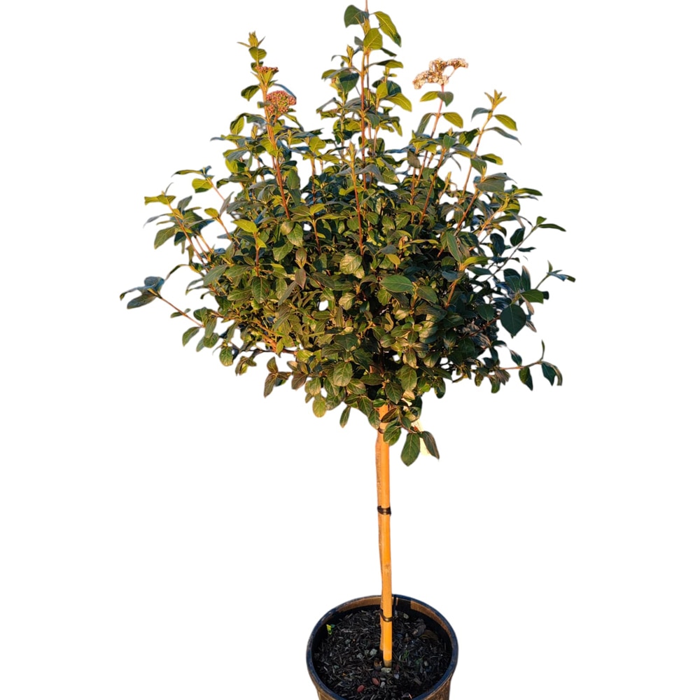 Viburnum Tinus Eve Price (Viburnum tinus), D30 cm, H 160 cm