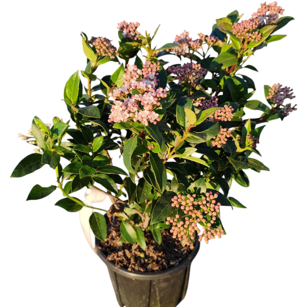 Viburnum Tinus Eve Price (Viburnum tinus), D18 cm, H 40 cm