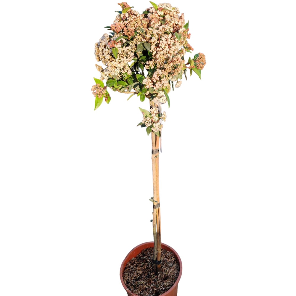 Viburnum Tinus Eve Price (Viburnum tinus), D24 cm, H 110 cm