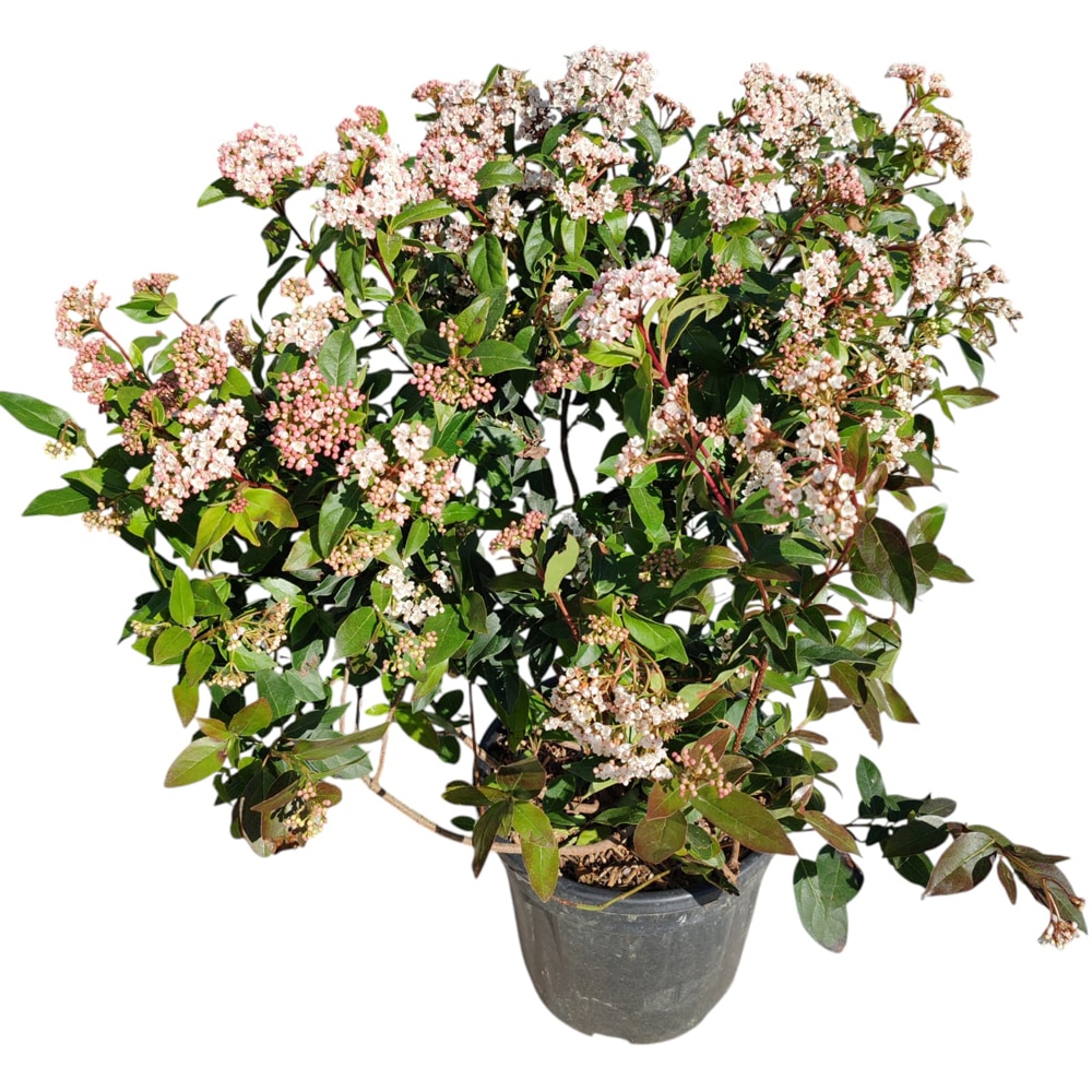 Viburnum Tinus Eve Price (Viburnum tinus), D24 cm, H 60 cm