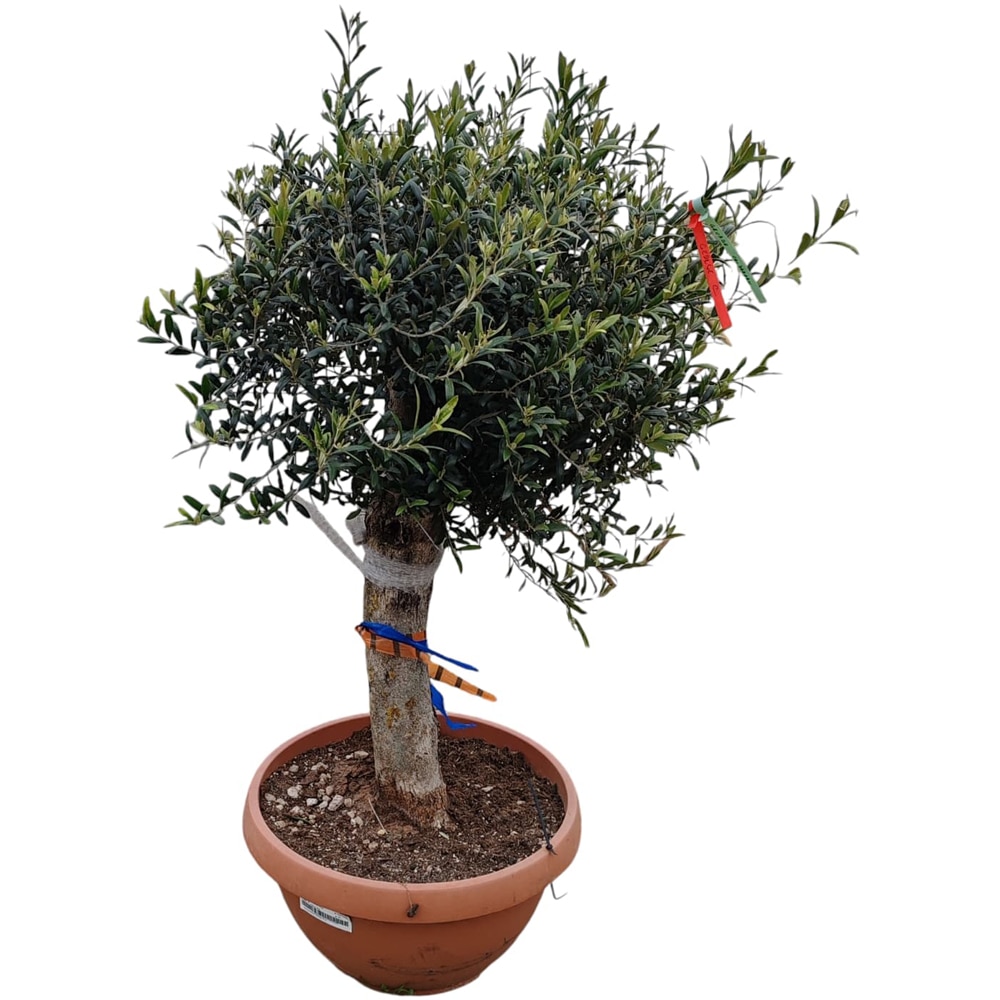 Maslin Olea Europaea Young, D 40 cm, H 100 cm