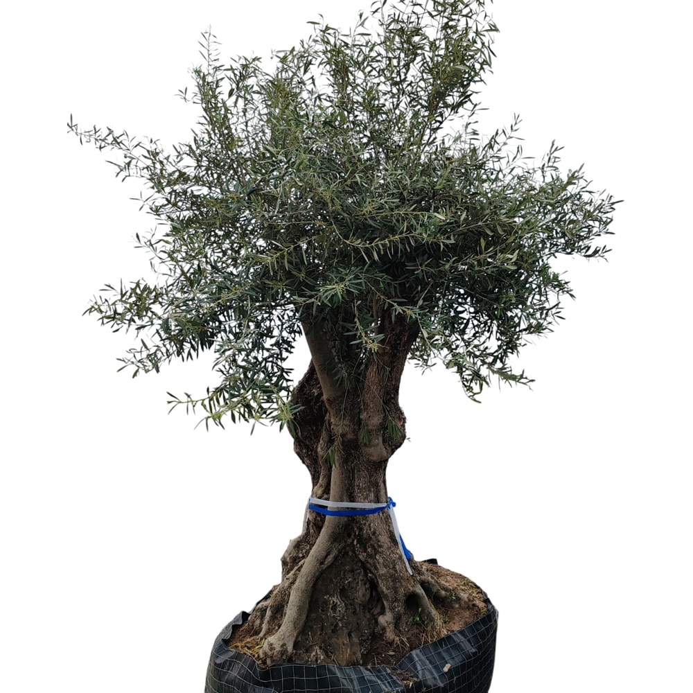 Maslin Olea Europaea Triple, H 3 m