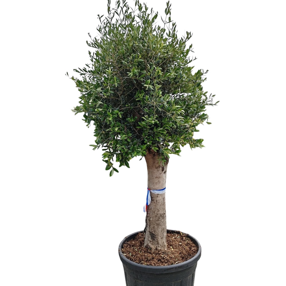 Maslin Arbequina, H 1.6 m