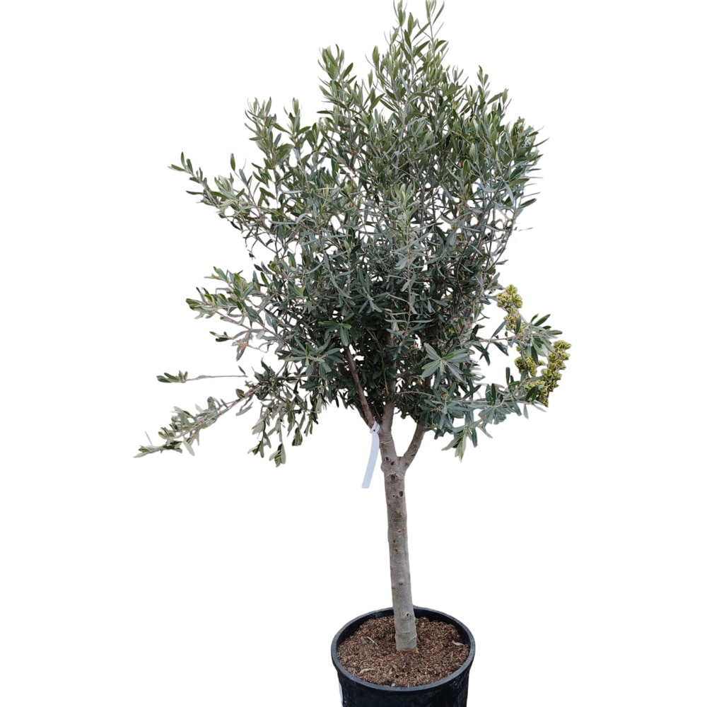 Maslin Olea Europaea Cipressino Luxury, D 40 cm, H 150 cm