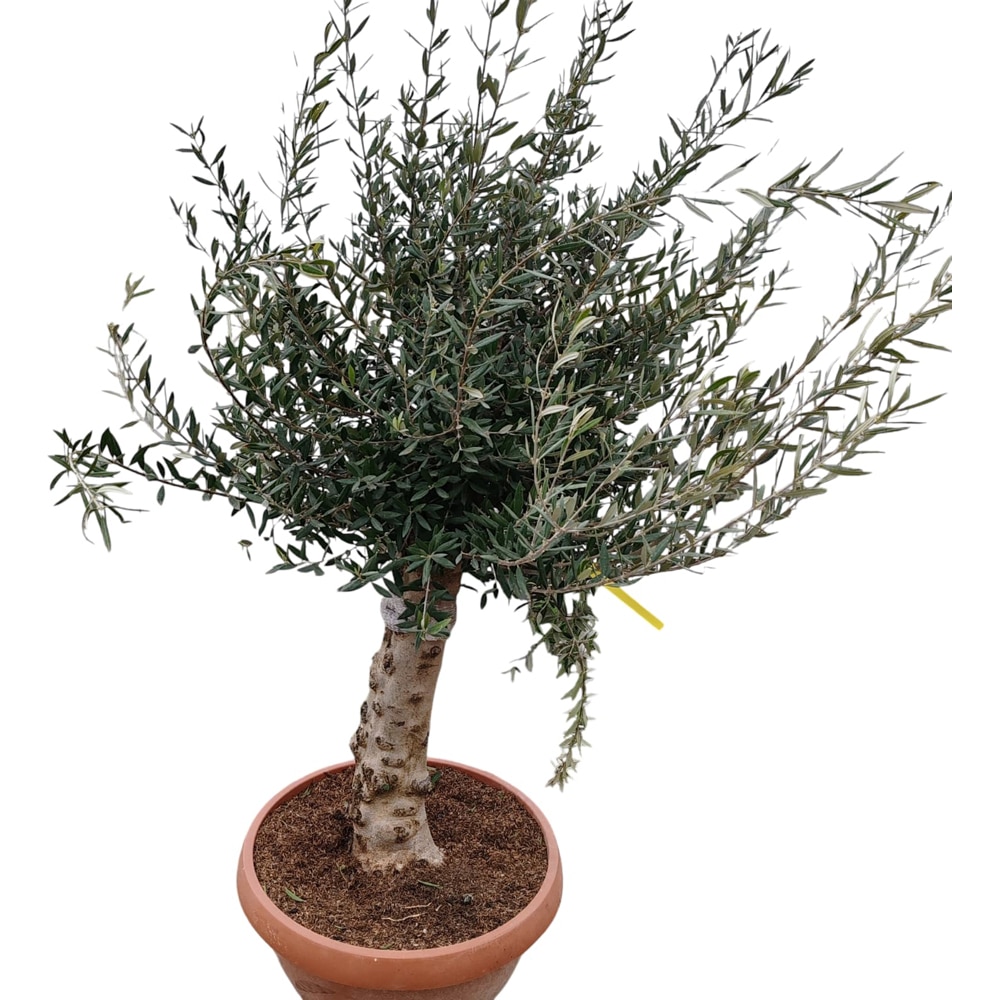 Maslin Olea Europaea Tosca, D 40 cm, H 100 cm