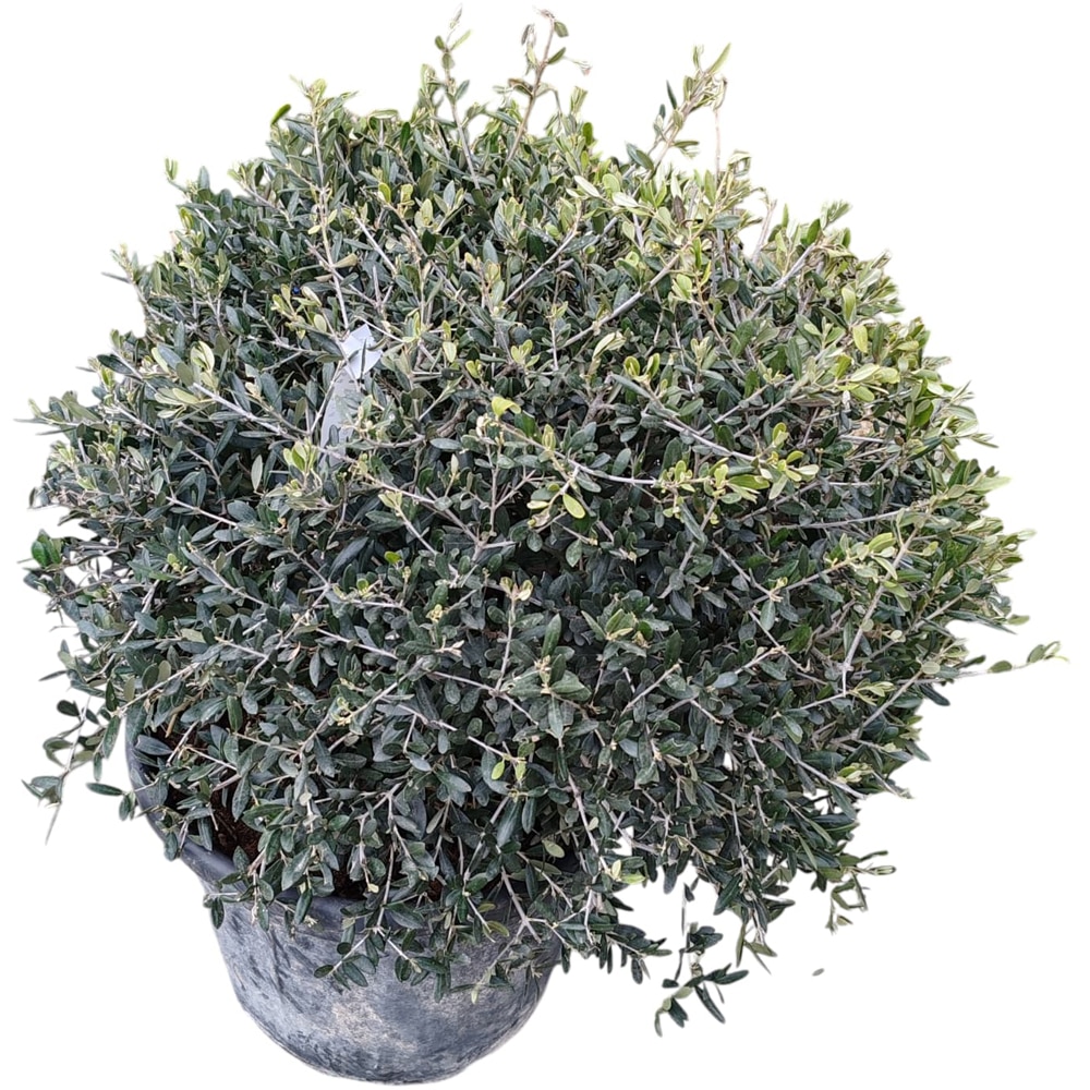 Maslin Olea Europaea Arbequino, D 40 cm, H 60 cm