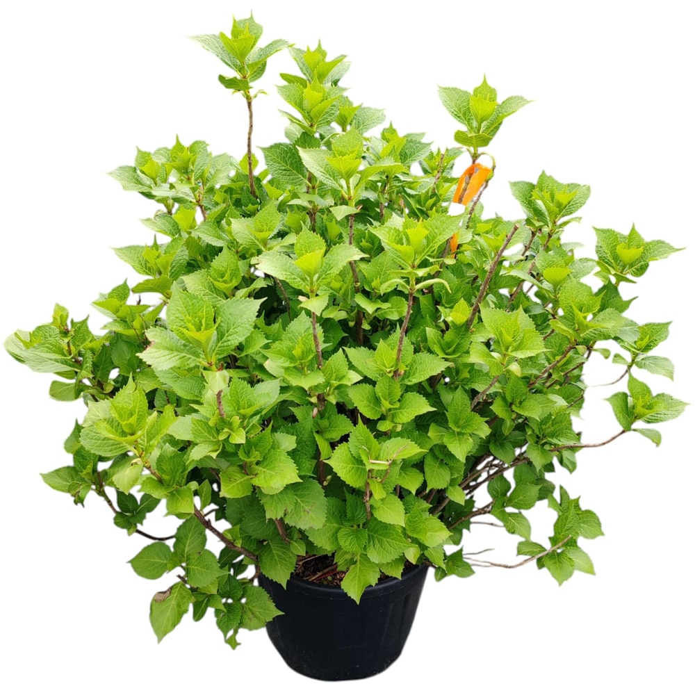 Hydrangea Macrophylla, D 30 cm, H 80 cm