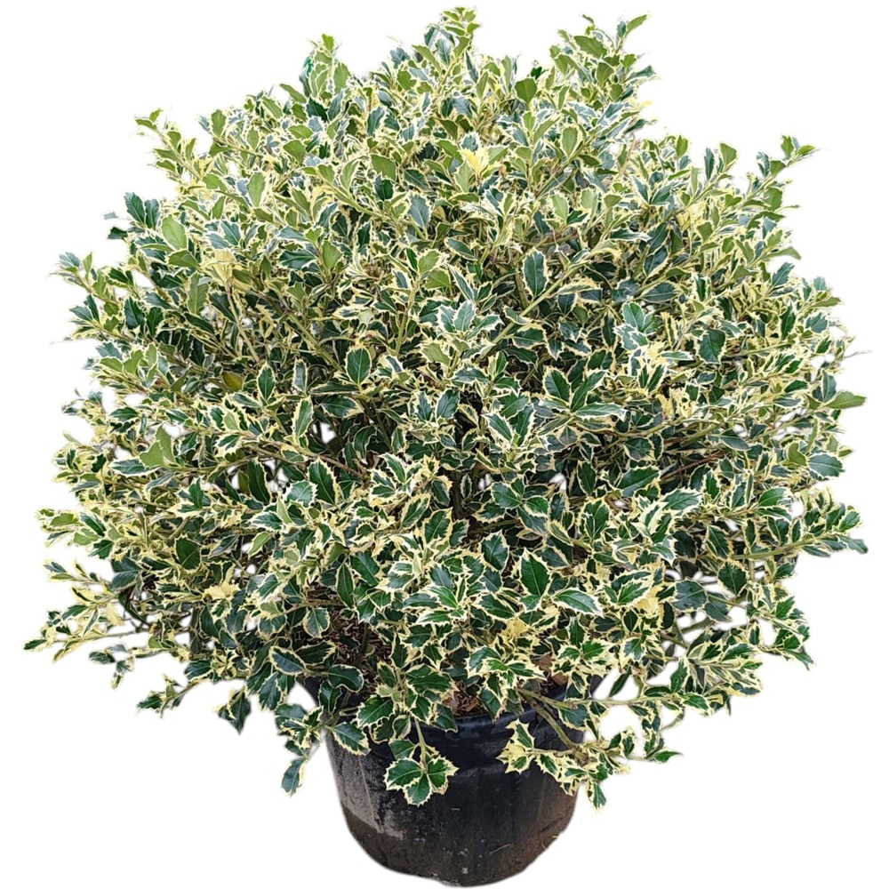 Ilex Aquifolium Variegat Bila, D 30 cm, H 80 cm