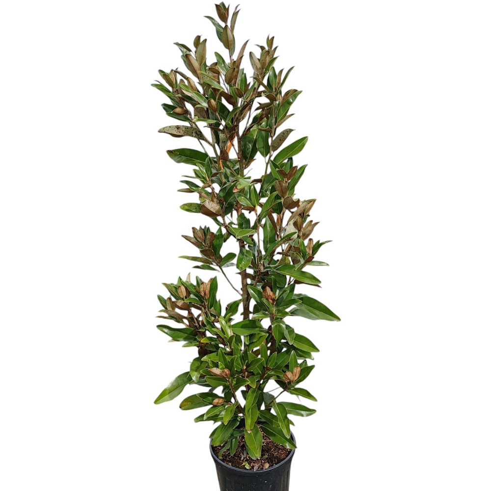 Magnolia Grandiflora Gallissoniensis, D 30 cm, H 150 cm