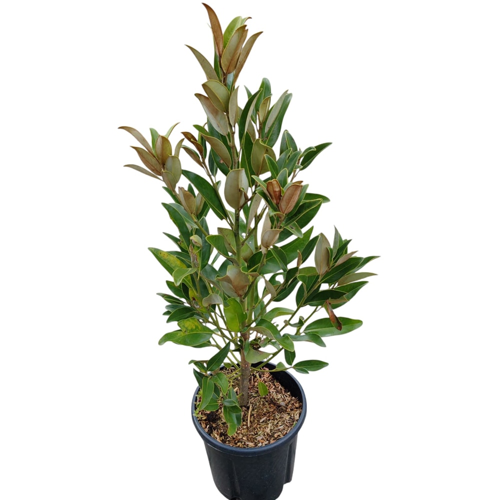 Magnolia Grandiflora Gallissoniensis, D 24 cm, H 70 cm