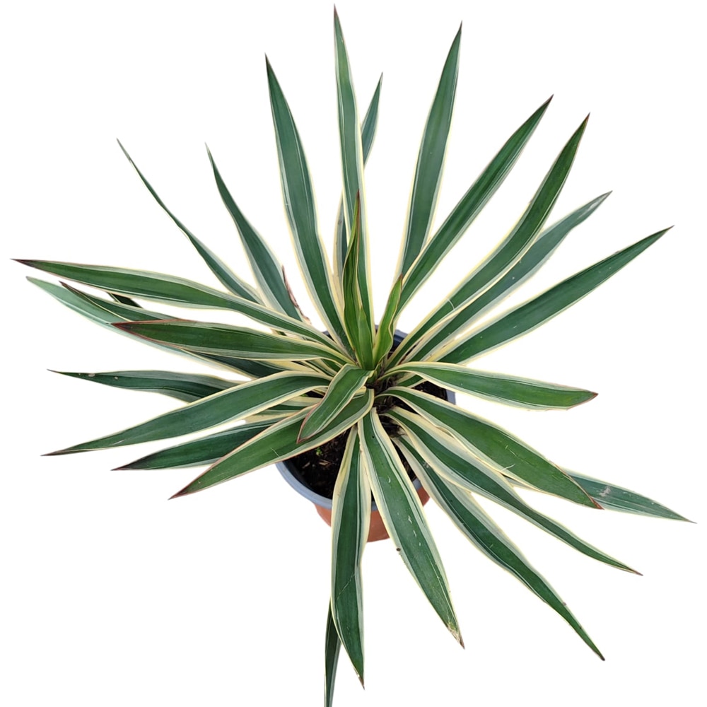 Planta Ornamentala Yucca, D 18 cm, H 25 cm