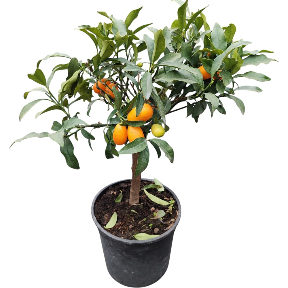 Mix Citrice, D 20 cm, H 50 cm