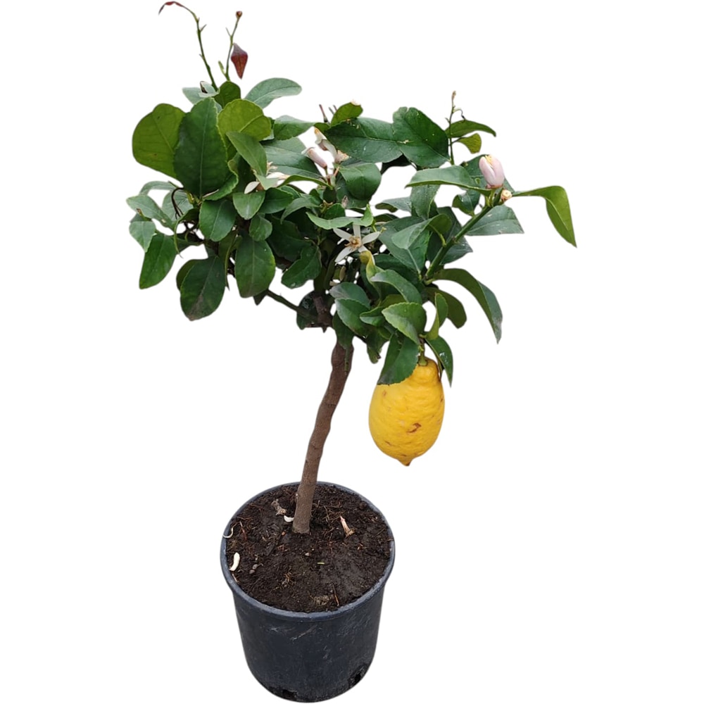 Mix Citrice, D 20 cm, H 50 cm