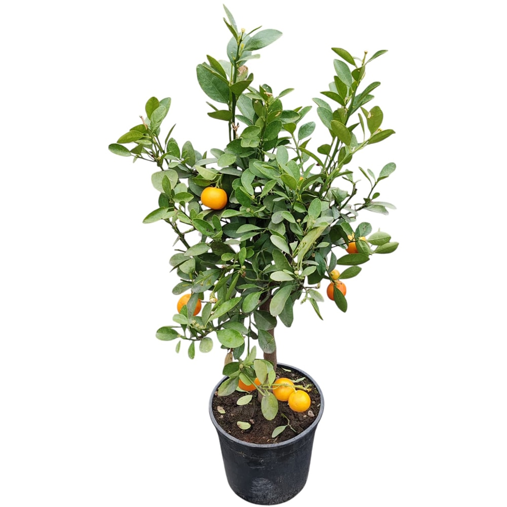 Mix Citrice, D 20 cm, H 50 cm