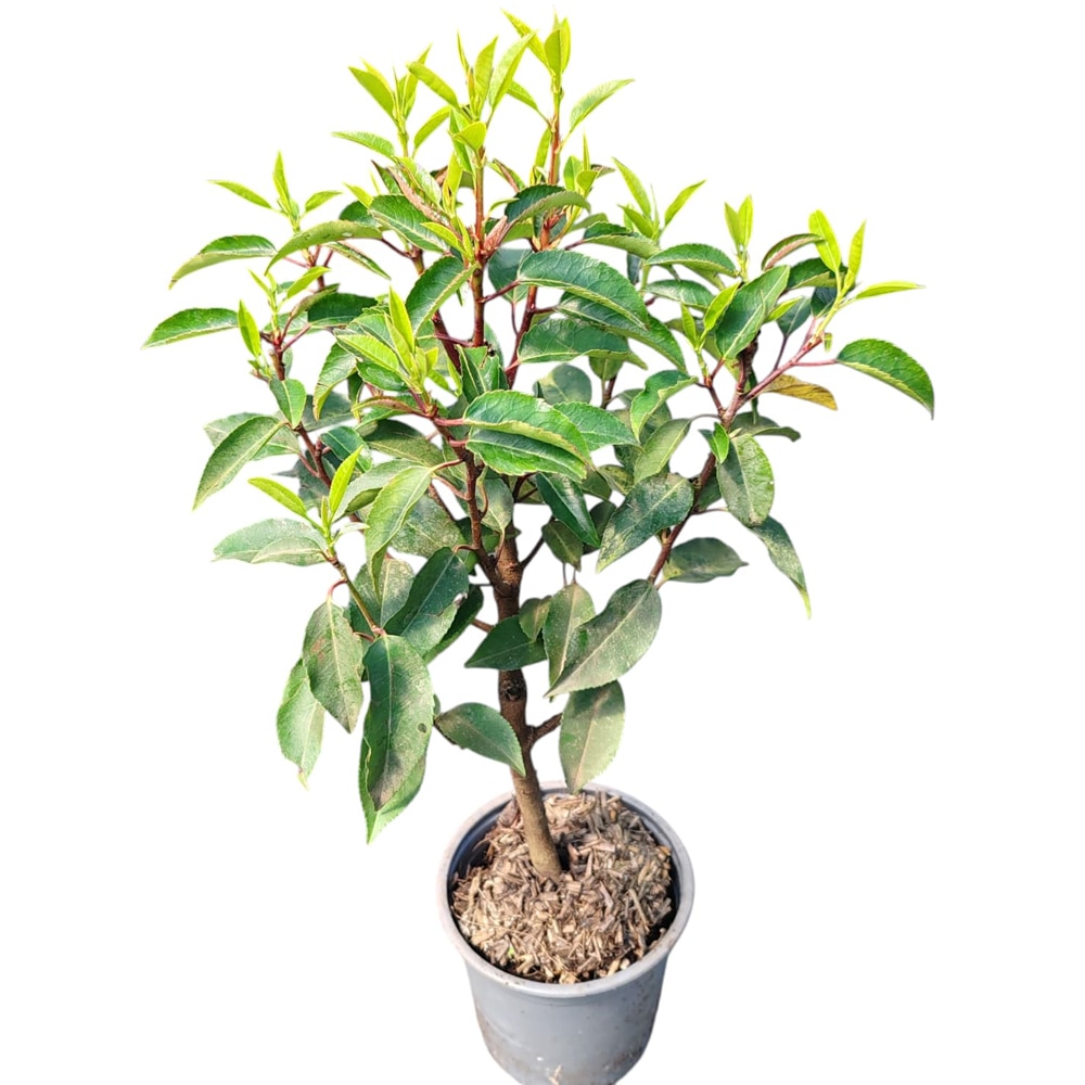 Prunus Lusitanica Angustifolia, D 13 cm, H 25 cm