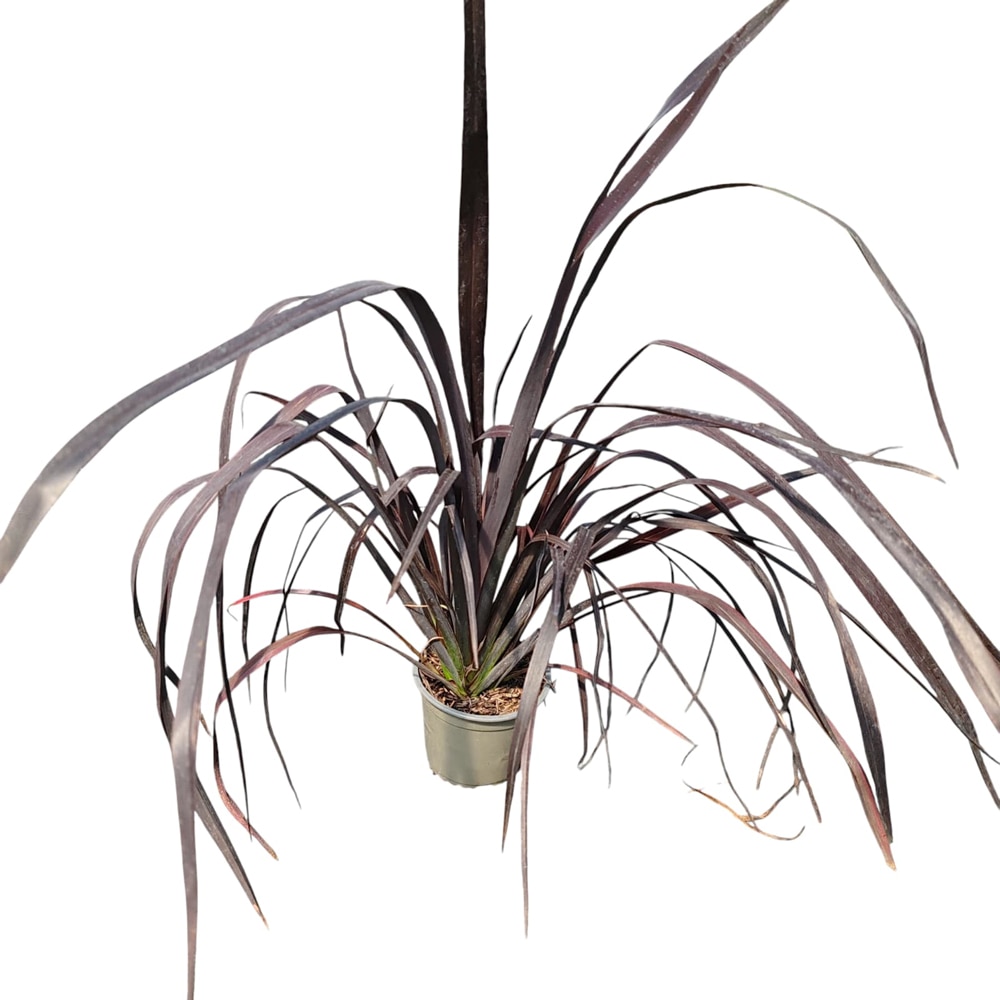 Planta Ornamentala Phormium Variegato, D 13 cm, D 30 cm