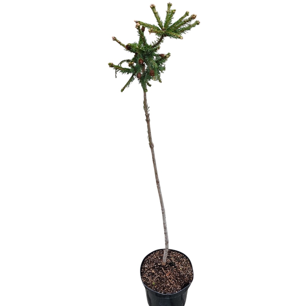 Conifer Ornamental Picea Abies Push, H 100 cm