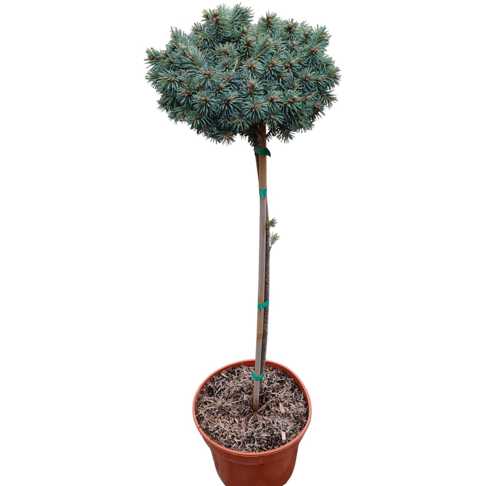 Conifer Ornamental Picea Pungens Brynek, H 100 cm