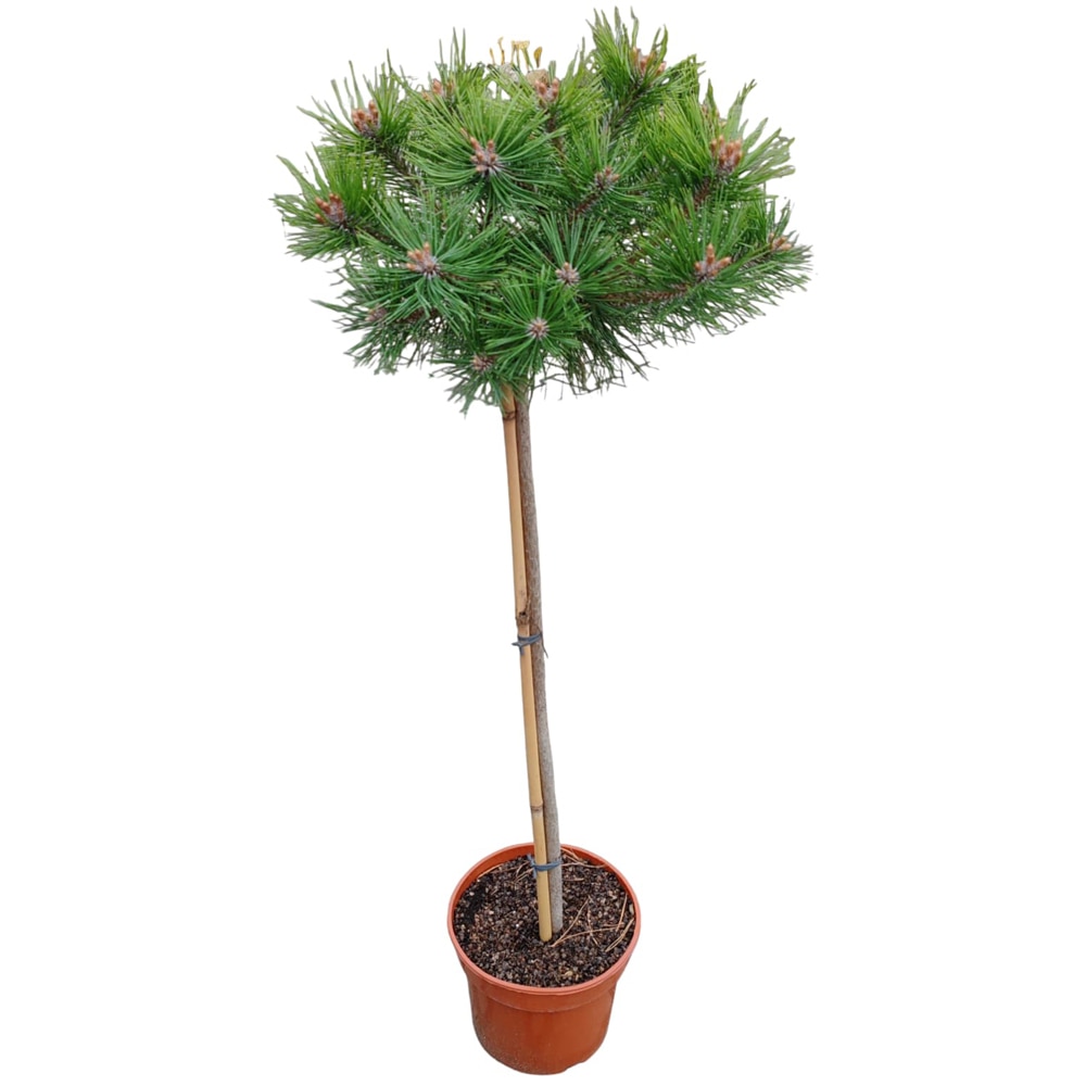 Conifer Ornamental Pinus Densiflora Low Glow, H 100 cm