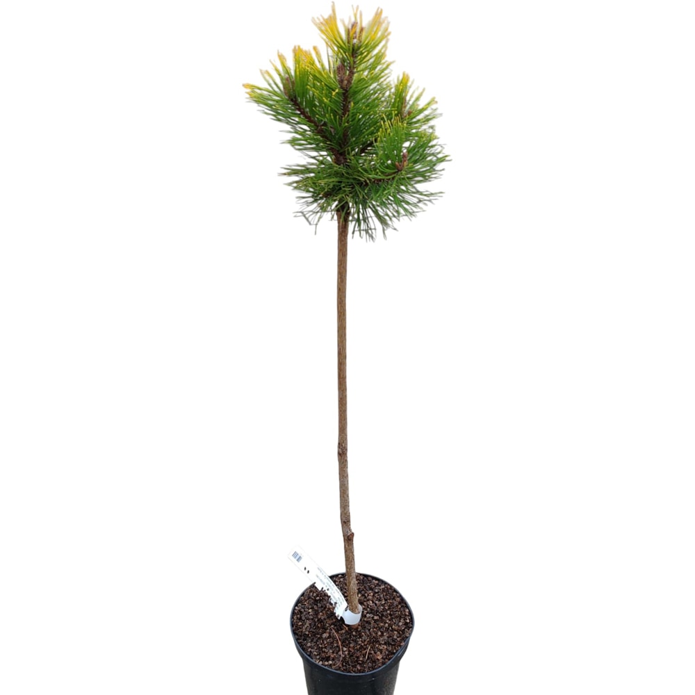 Conifer Ornamental Pinus Mugo Golden Glow, H 100 cm