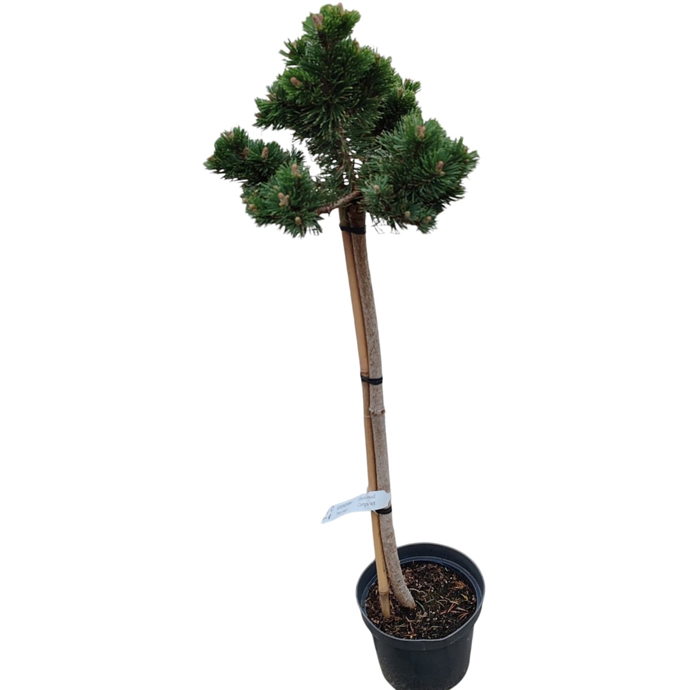 Conifer Ornamental Pinus Mugo Sherwood, H 100 cm
