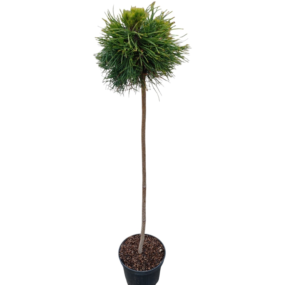Conifer Ornamental Mugo Varella, H 100 cm
